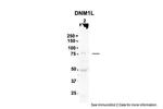 DNM1L Antibody in Western Blot (WB)