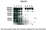 UBLCP1 Antibody in Western Blot (WB)