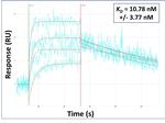 BTNL9 Antibody in Surface plasmon resonance (SPR)