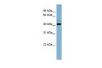 C1orf102 Antibody in Western Blot (WB)