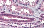 SSX2IP Antibody in Immunohistochemistry (IHC)