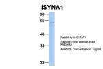 ISYNA1 Antibody in Western Blot (WB)
