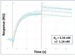 GCLC Antibody in Surface plasmon resonance (SPR)