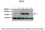 GCLC Antibody in Western Blot (WB)