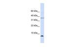 HSPE1 Antibody in Western Blot (WB)