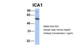 ICA1 Antibody in Western Blot (WB)