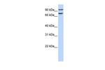 FCHO1 Antibody in Western Blot (WB)