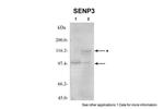 SENP3 Antibody in Western Blot (WB)