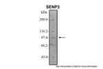 SENP3 Antibody in Western Blot (WB)