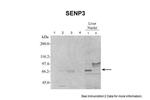 SENP3 Antibody in Western Blot (WB)