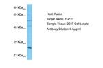 FGF21 Antibody in Western Blot (WB)