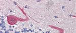 GABARAPL1 Antibody in Immunohistochemistry (Paraffin) (IHC (P))