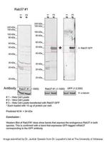 RAB37 Antibody in Western Blot (WB)