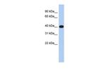 ERMN Antibody in Western Blot (WB)