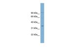 OTUB1 Antibody in Western Blot (WB)