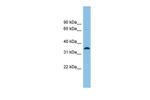 Serine racemase Antibody in Western Blot (WB)