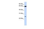 KLF9 Antibody in Western Blot (WB)