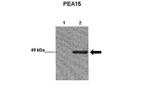 PEA15 Antibody in Western Blot (WB)