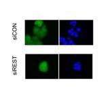 USP15 Antibody in Immunocytochemistry (ICC/IF)