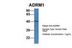 ADRM1 Antibody in Western Blot (WB)