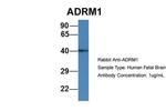 ADRM1 Antibody in Western Blot (WB)