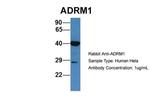 ADRM1 Antibody in Western Blot (WB)