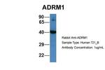 ADRM1 Antibody in Western Blot (WB)