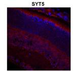 Synaptotagmin 5 Antibody in Immunohistochemistry (IHC)