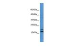 MAGOH Antibody in Western Blot (WB)