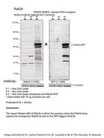 RAB34 Antibody in Western Blot (WB)