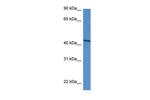 DDO Antibody in Western Blot (WB)