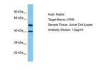LPXN Antibody in Western Blot (WB)
