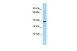 IDO2 Antibody in Western Blot (WB)