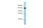 EMILIN1 Antibody in Western Blot (WB)