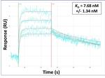 IL4I1 Antibody in Surface plasmon resonance (SPR)