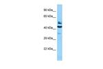 SH2D4A Antibody in Western Blot (WB)