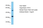 YIF1A Antibody in Western Blot (WB)