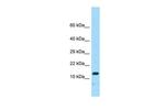 NENF Antibody in Western Blot (WB)