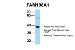 FAM108A1 Antibody in Western Blot (WB)