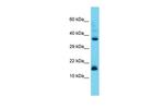 CNPY2 Antibody in Western Blot (WB)