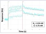 MLCK Antibody in Surface plasmon resonance (SPR)