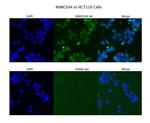 NSMCE4A Antibody in Immunocytochemistry (ICC/IF)