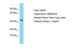 NSMCE4A Antibody in Western Blot (WB)