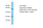 KAZALD1 Antibody in Western Blot (WB)