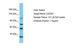 C2CD5 Antibody in Western Blot (WB)