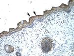 B-Myb Antibody in Immunohistochemistry (IHC)