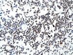 GABPB2 Antibody in Immunohistochemistry (IHC)