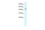 TCEB1 Antibody in Western Blot (WB)