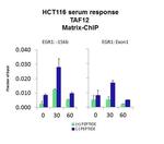 TAF12 Antibody in ChIP Assay (CHIP)