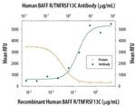 CD268 (BAFF Receptor) Antibody